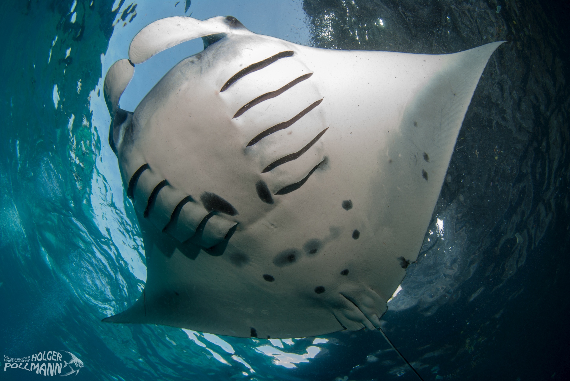 Manta, Manta birostris, Bali, Indonesia