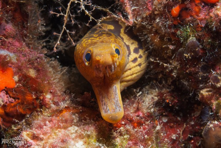 Tigermuräne, Tigermoray, Enchelycore anatina, Turkey, Mediterranean sea