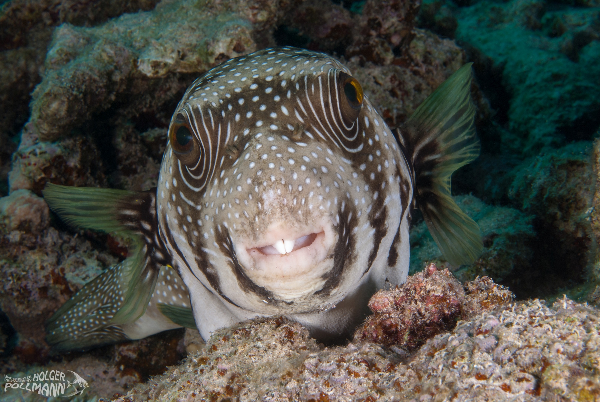 Weißfleck-Kugelfisch, Whitespotted puffer, Arothron hispidus,Safaga,Egypt, Red sea