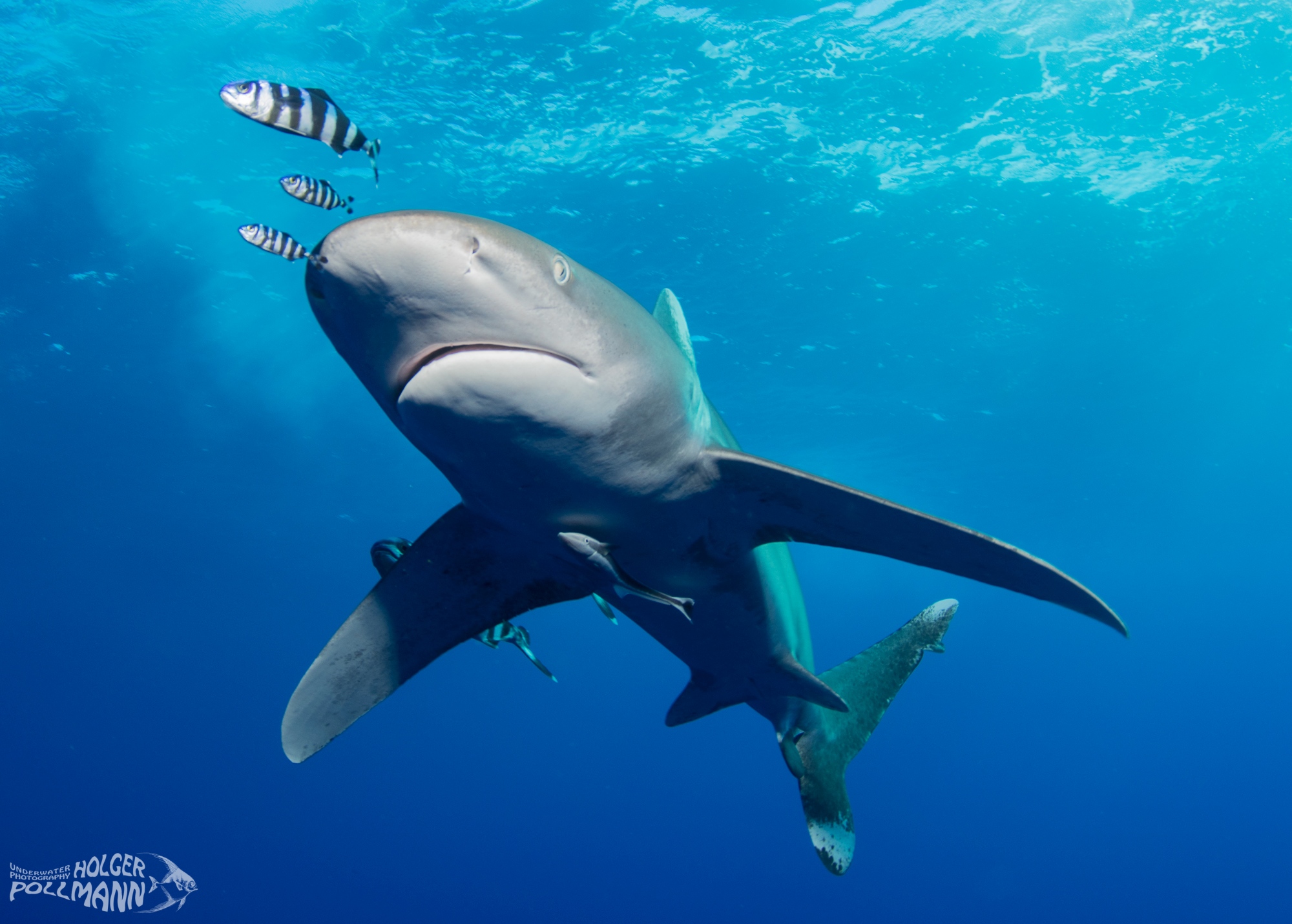 Weißspitzenhochseehai, Oceanic whitetip shark, Brother Islands, Egypt, Red sea