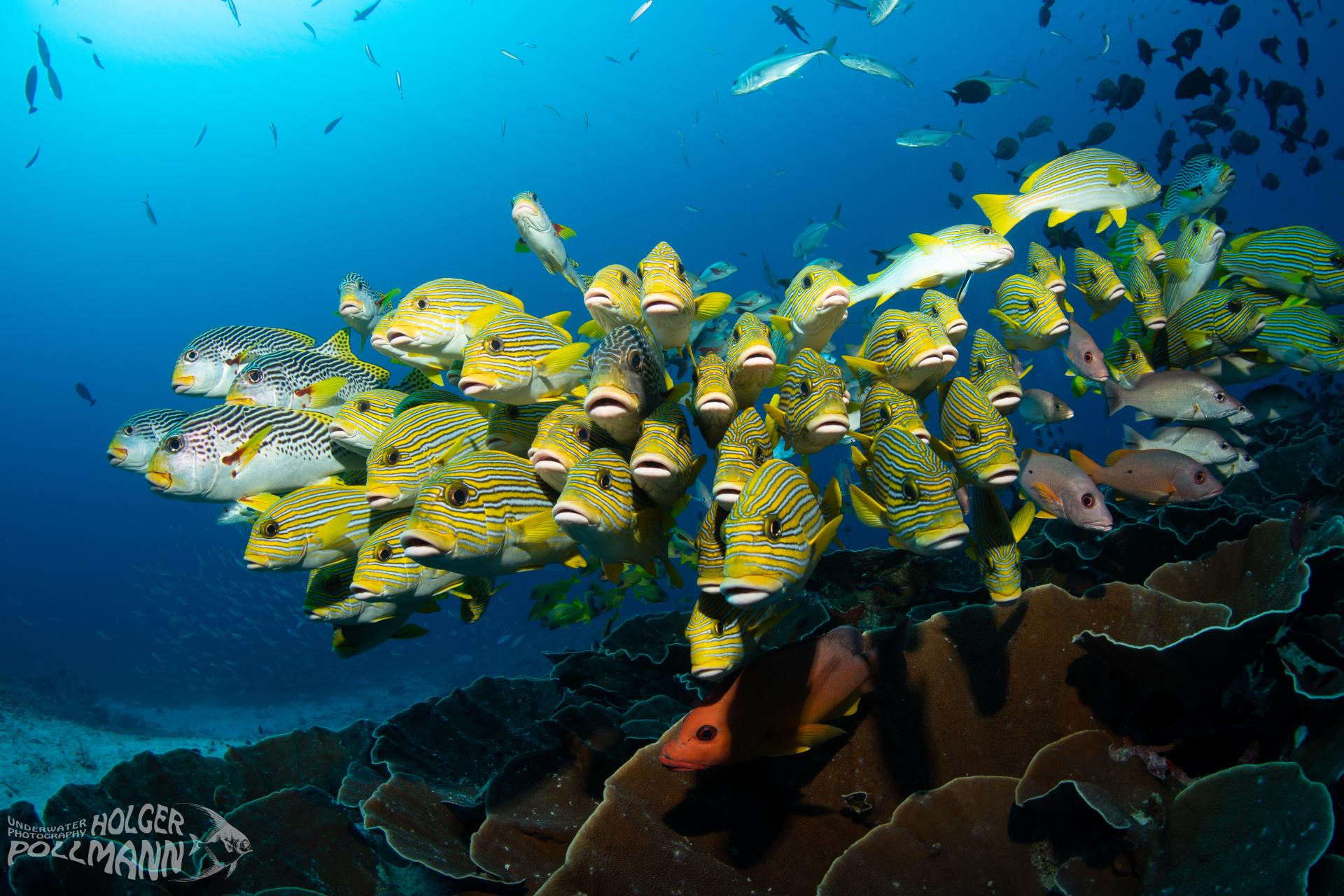 Süßlippen, Sweetlips, Haemulidae, Raja Ampat, Indonesia