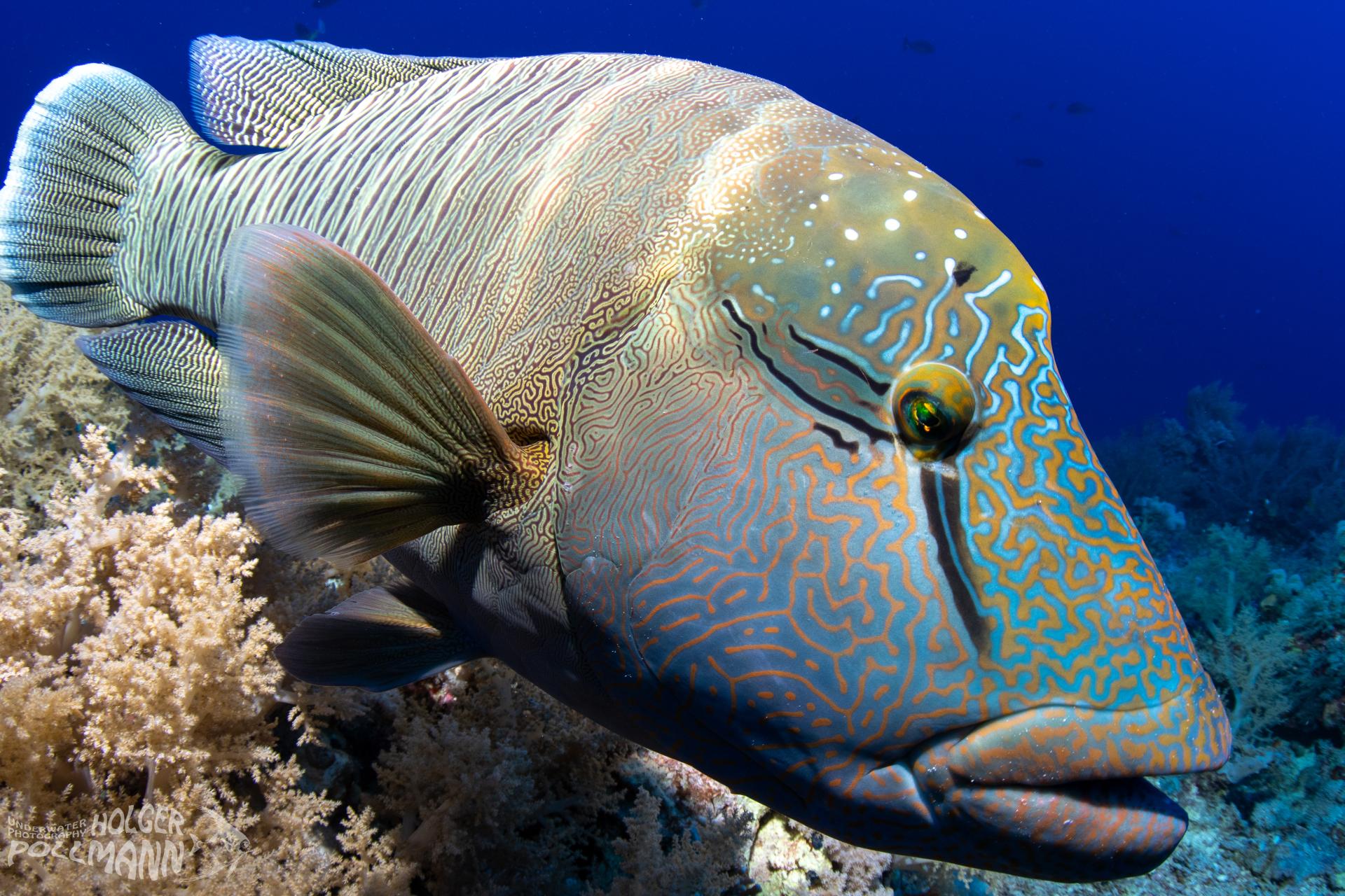 Napoleon, Napoleonfish, Cheilinus undulatus, Egypt, Red sea