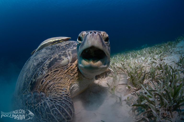 Suppenschildkröte,Green sea turtle, Chelonia mydas, Red Sea, Egypt