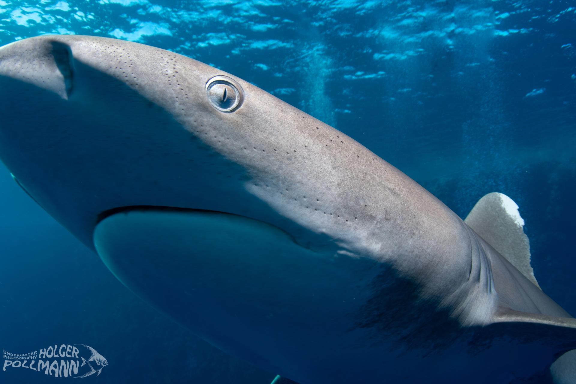 Weißspitzenhochseehai, Oceanic whitetip shark, Egypt, Red sea