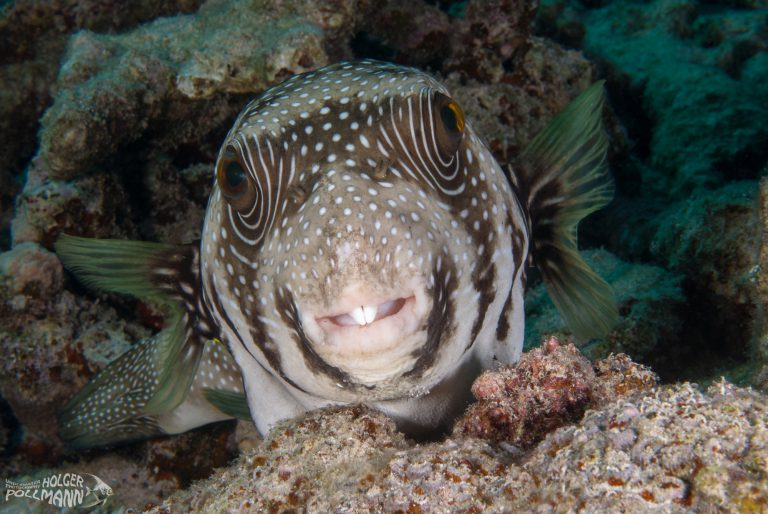 hp-underwaterphoto-Whitespotted puffer-Arothron hispidus-Safaga-Egypt-Red Sea