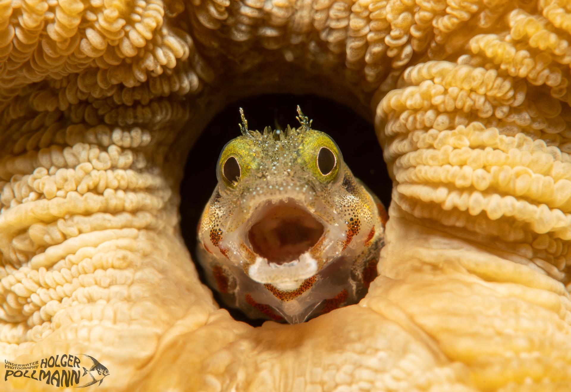 Stachelkopf-Hechtschleimfisch, Spinyhead Blenny, Acanthemblemaria spinosa, Bonaire, Caribbean sea