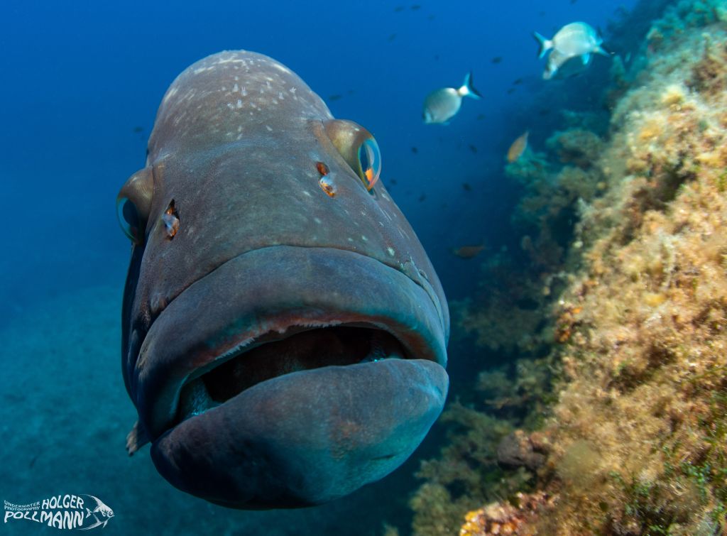 hp-underwaterphoto, Brauner Zackenbarsch, Dusky grouper, Epinephelus marginatus, France, Mediterranean sea (2)
