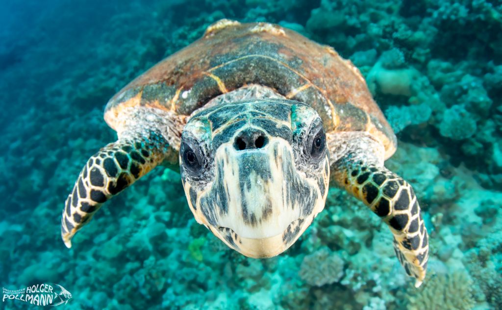 Suppenschildkröte,Green sea turtle, Chelonia mydas, Red Sea, Egypt
