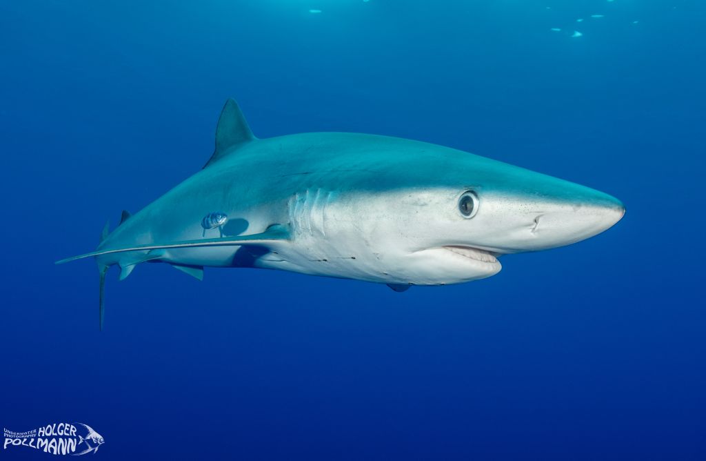 Blauhai, Blue shark, Prionace glauca, Azores, Atlantic Ocean