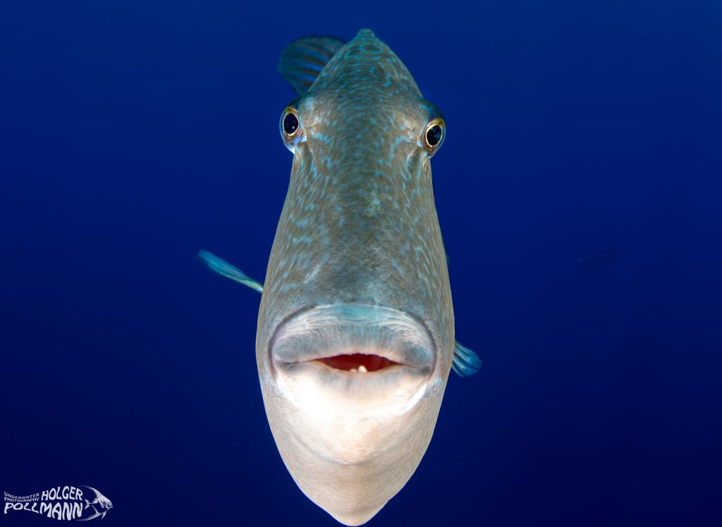 Grauer Drückerfisch, Grey Triggerfish, Balistes capriscus, Azores, Atlantic Ocean