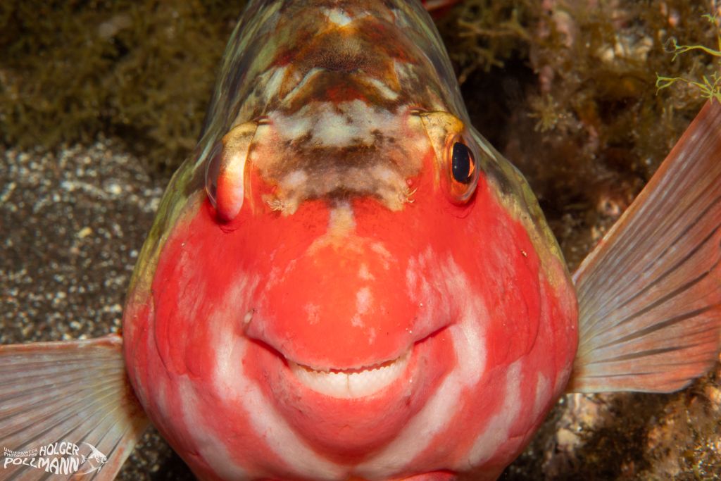 Europäischer Papageifisch, European parrotfish, Sparisoma cretense, Azores, Atlantic Ocean