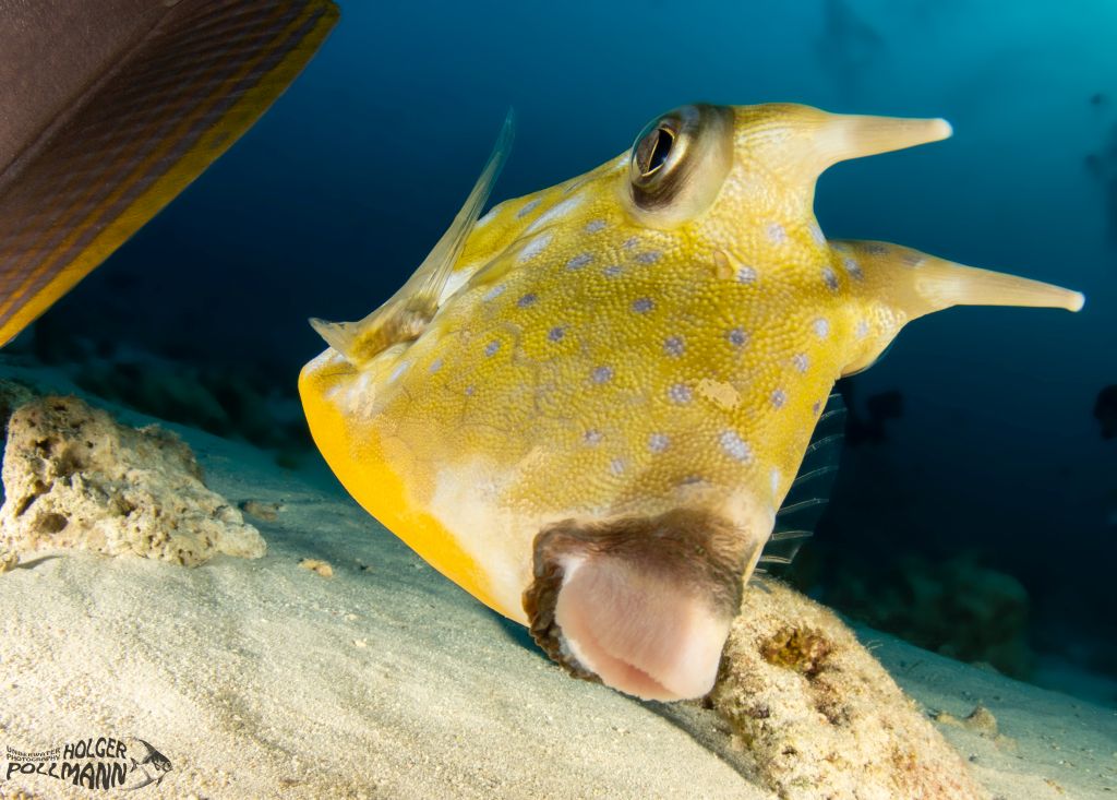 Gehörnter Kuhkofferfisch, Longhorn Cowfish, Lactoria cornuta, Maledives, India Ocean