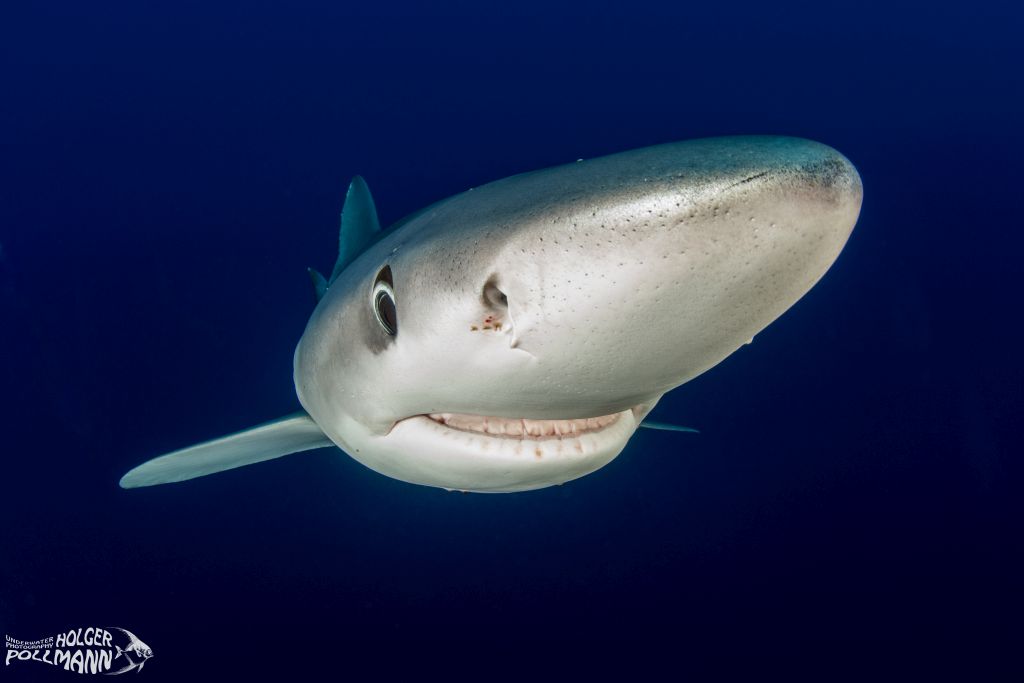 Blauhai, Blue shark, Prionace glauca, Azores, Atlantic Ocean