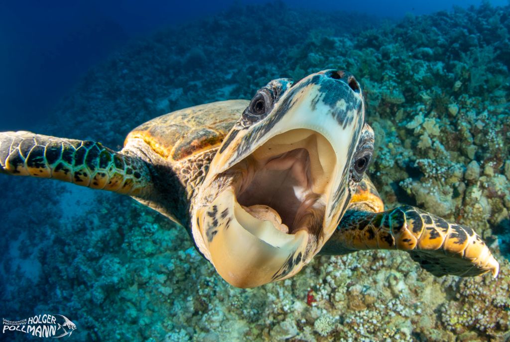 Echte Karettschildkröte, Hawksbill turtle, Eretmochelys imbricata, Brother Islands, Egypt, Red sea