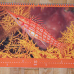 Langnasenbüschelbarsch, Longnose Hawkfish, Oxycirrhites typus, Selayar, Indonesia